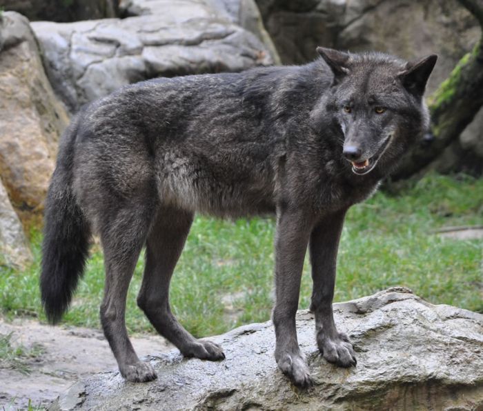 gray wolf