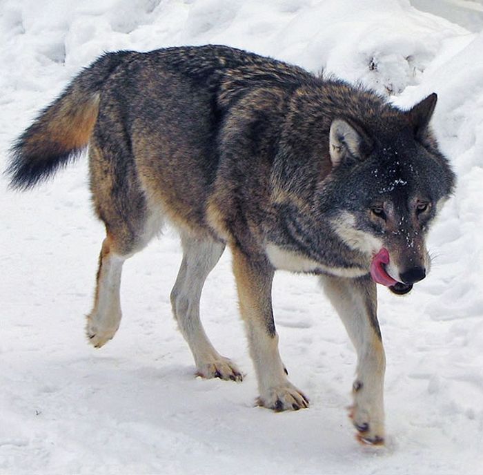 gray wolf