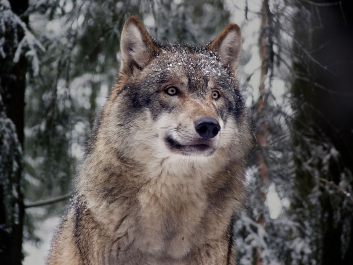 gray wolf