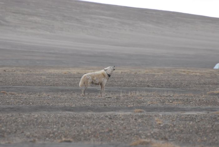 gray wolf