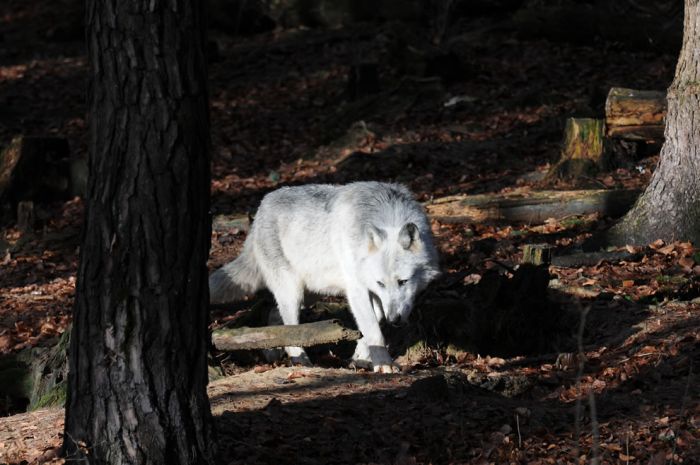 gray wolf