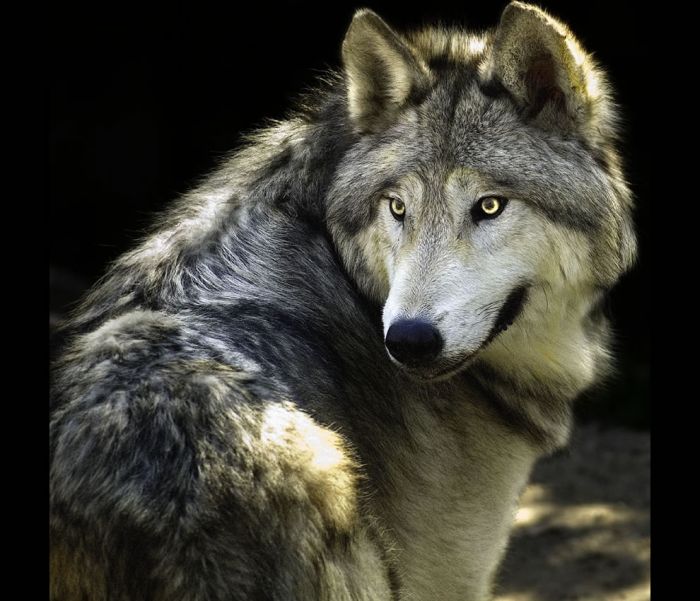 gray wolf