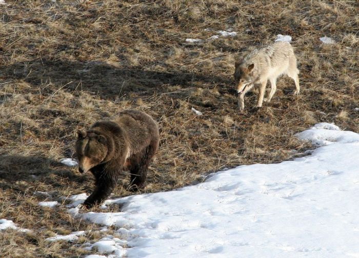 gray wolf