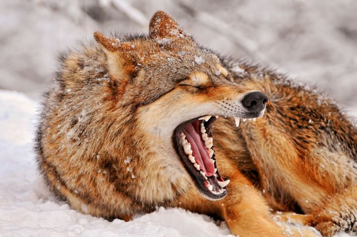 gray wolf