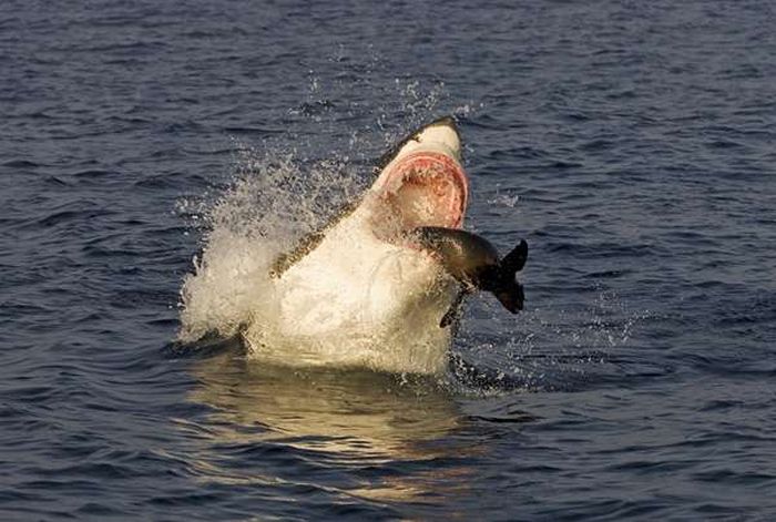 hunting shark