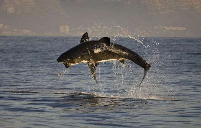 hunting shark