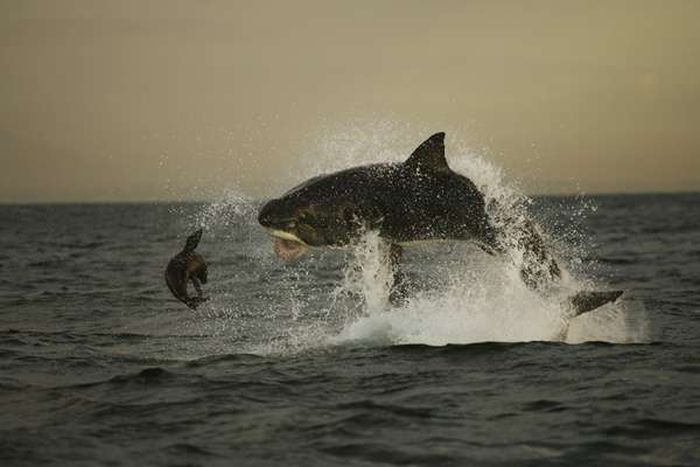 hunting shark