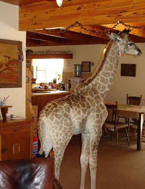 pet giraffe