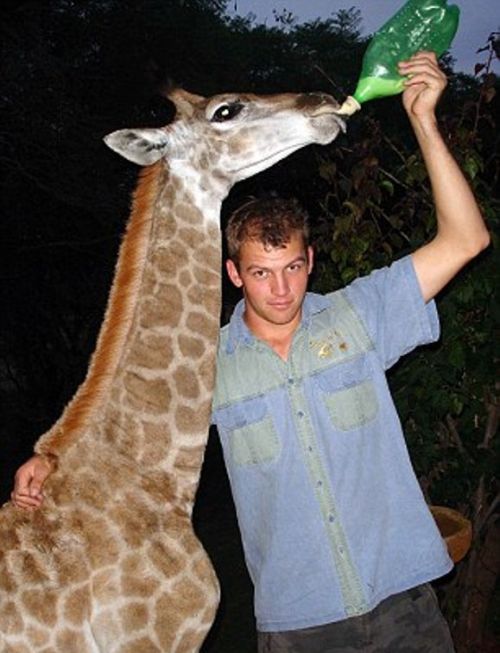 pet giraffe