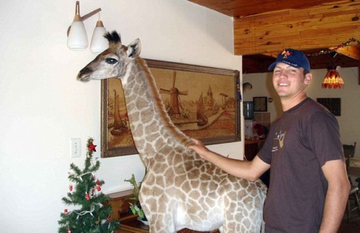 pet giraffe