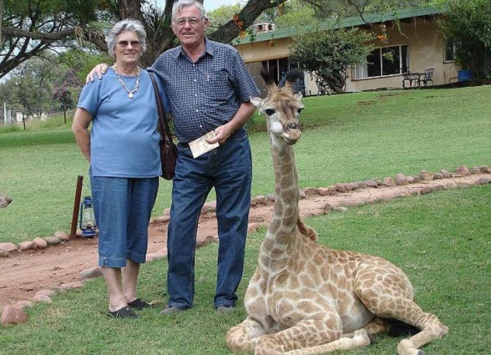 pet giraffe