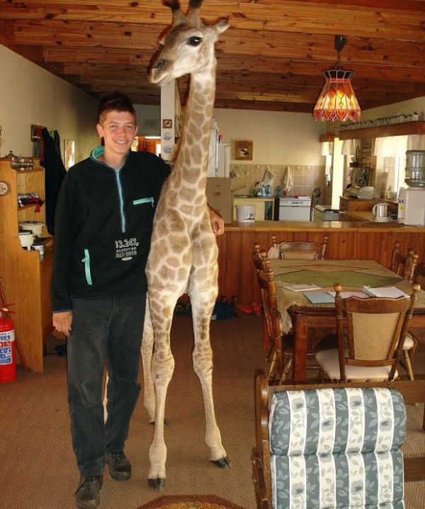 pet giraffe