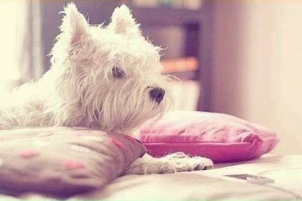 cute puppy dog