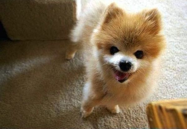 cute puppy dog