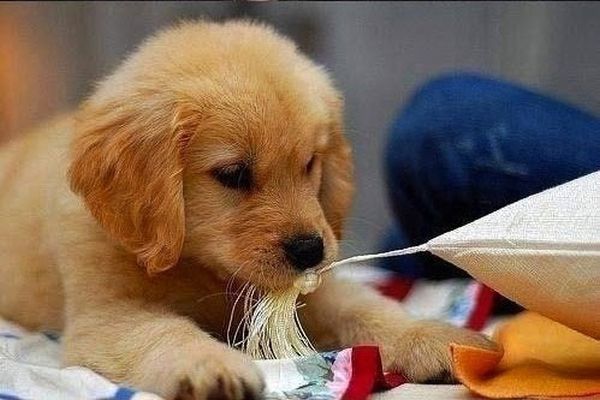 cute puppy dog