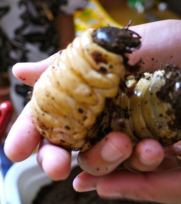 the life of a hercules beetle