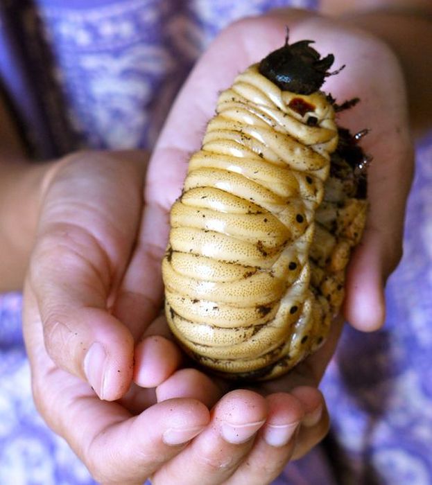 the life of a hercules beetle