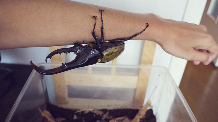 the life of a hercules beetle