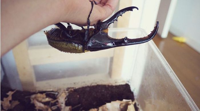 the life of a hercules beetle