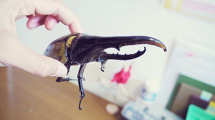 the life of a hercules beetle