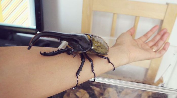 the life of a hercules beetle