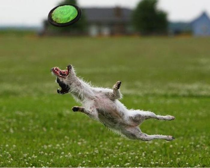 dog catching a flying disc