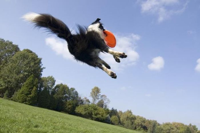 dog catching a flying disc