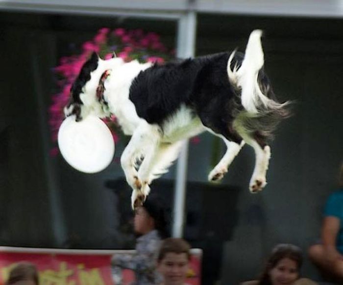 dog catching a flying disc