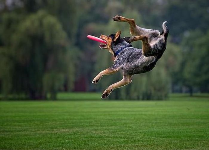 dog catching a flying disc