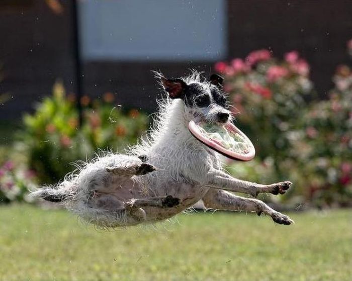 dog catching a flying disc