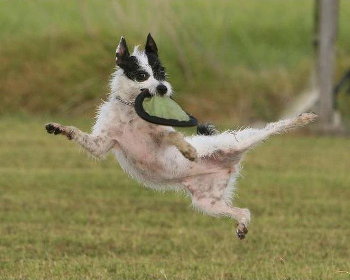 dog catching a flying disc