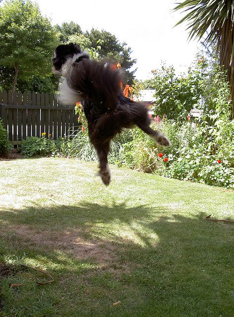 dog catching a flying disc