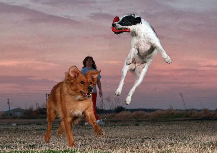 dog catching a flying disc