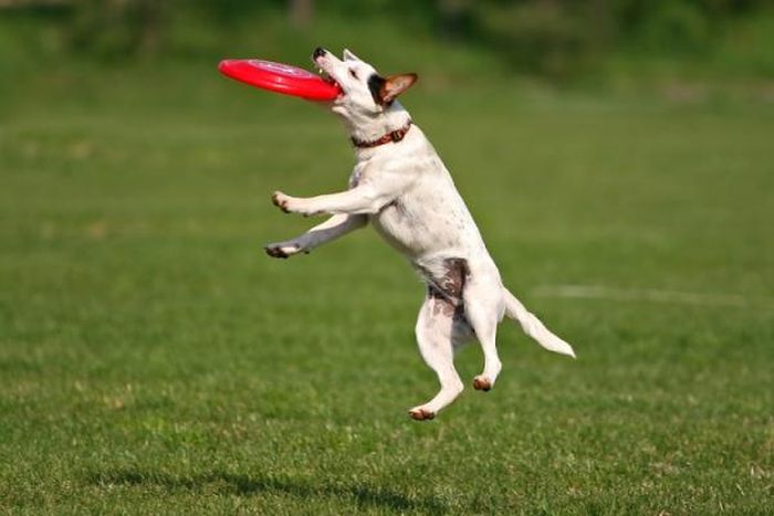 dog catching a flying disc