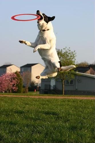 dog catching a flying disc