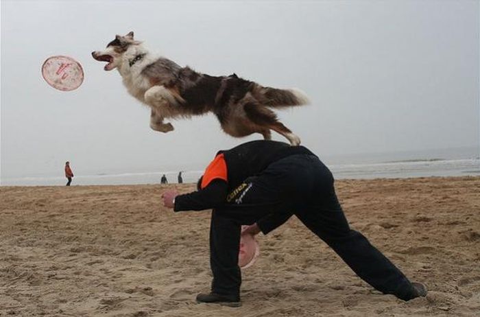 dog catching a flying disc