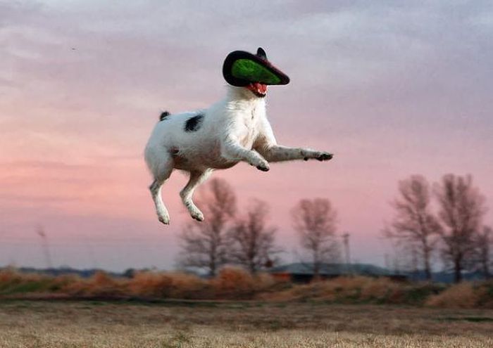 dog catching a flying disc