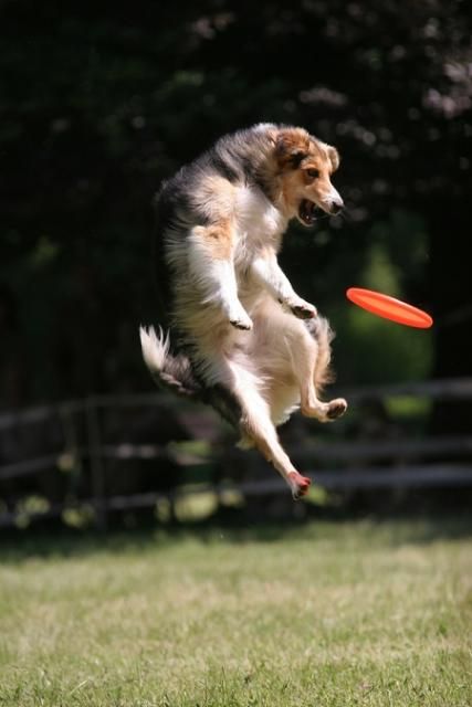 dog catching a flying disc