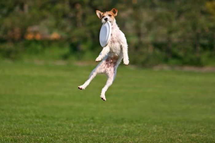 dog catching a flying disc