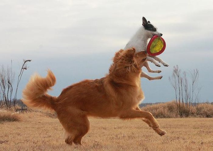 dog catching a flying disc