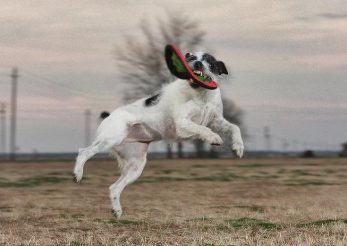 dog catching a flying disc