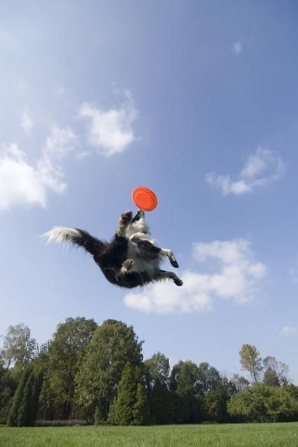 dog catching a flying disc