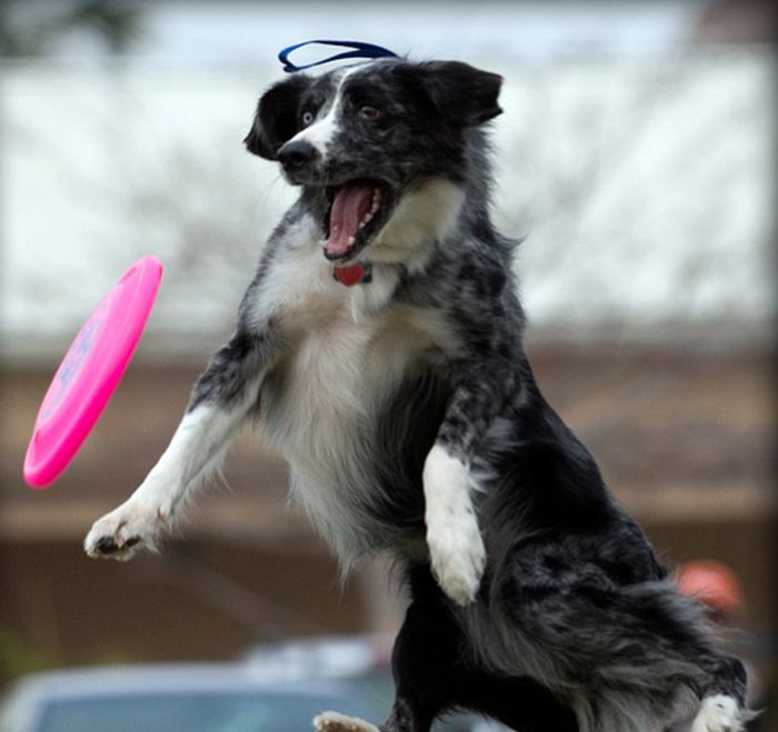 dog catching a flying disc