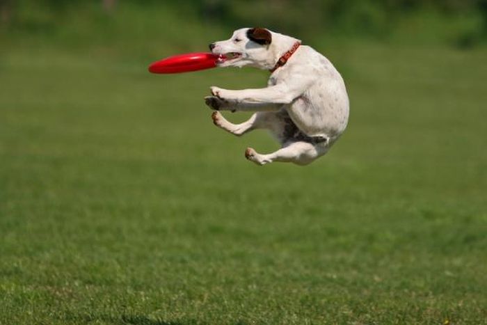 dog catching a flying disc