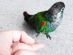 little bird animation