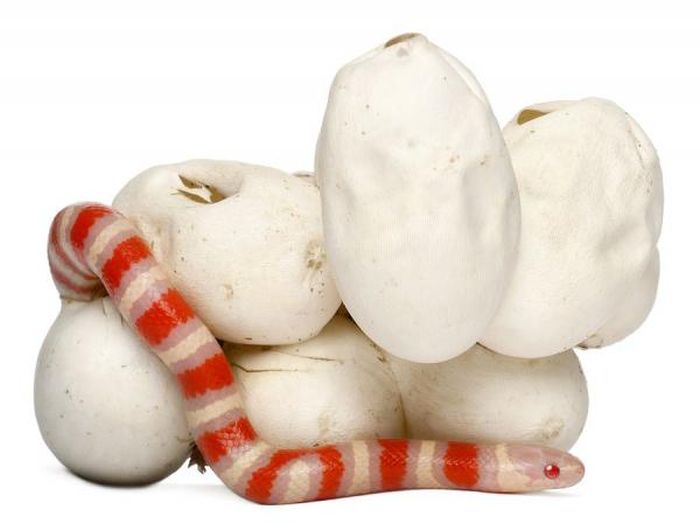 baby milk snake hatches from egg