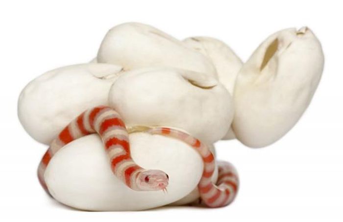 baby milk snake hatches from egg