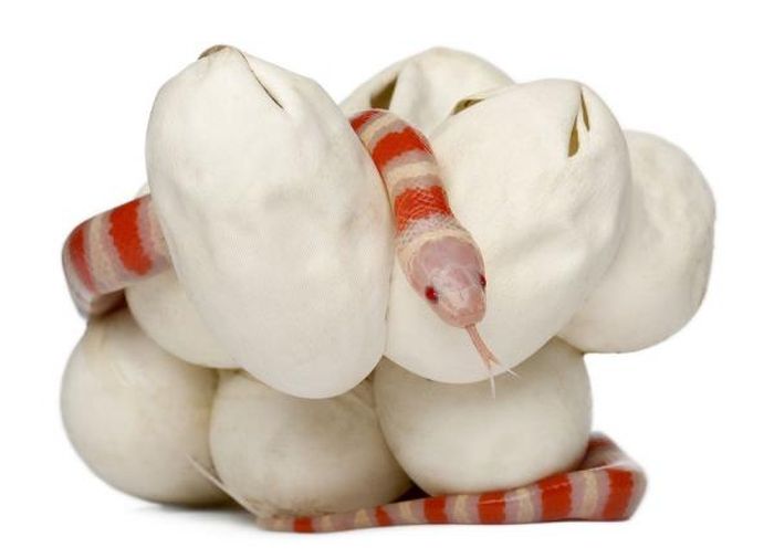 baby milk snake hatches from egg