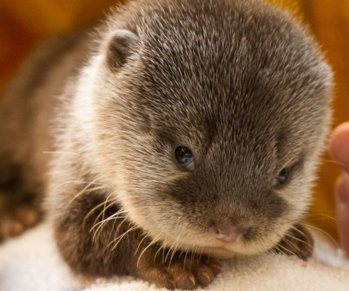 baby otters