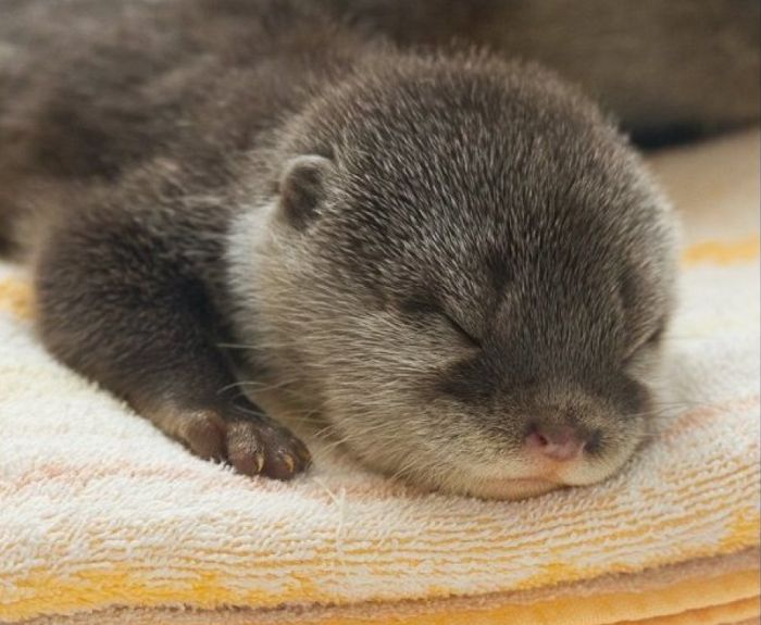 baby otters